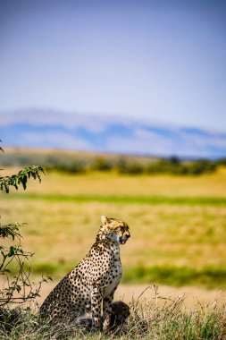 Çita çimenlerde oturmuş kameraya bakıyor.