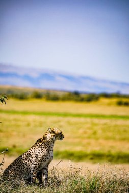 Orta Afrika savanındaki çayırda leopar var.