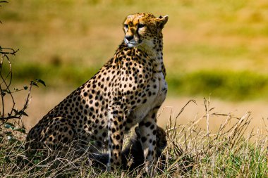 Afrika, Savana 'daki leopar portresi