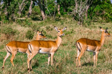 Güney Afrika 'daki Kruger Park' taki Impala.