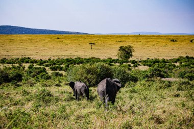 Vahşi doğadaki büyük Afrika fili.