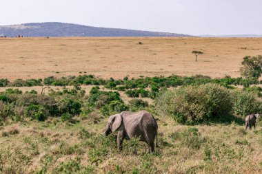 Kenya 'da yolda yürüyen fil sürüsü.