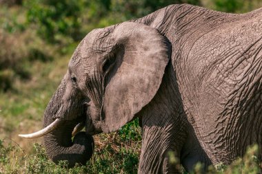 Afrika fili Kruger Ulusal Parkı, Güney Afrika Yazları
