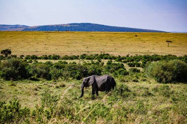 Savanadaki büyük Afrika filleri