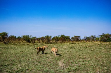 Mavi gökyüzünün altındaki çimlerin üzerinde iki genç köpeğin güzel bir görüntüsü.