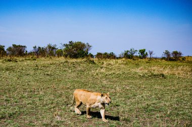 Yeşil çimlerin üzerinde güzel bir köpek resmi.