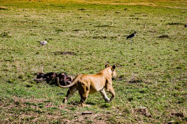 Tarlada bir keçi sürüsü