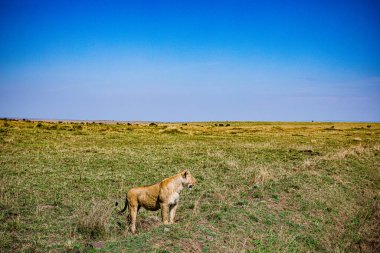 Sibirya çobanı türünün güzel manzarası yeşil çimenlerde yürüyor.