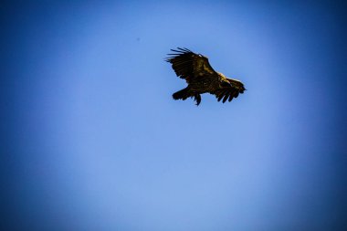 Gökyüzündeki kartal