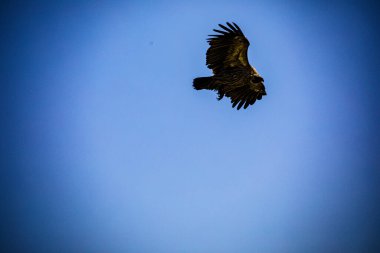 Mavi gökyüzünde uçan kartal.