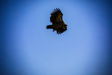 Gökyüzündeki kartal