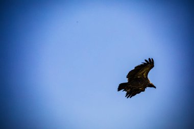 mavi gökyüzünde kartal