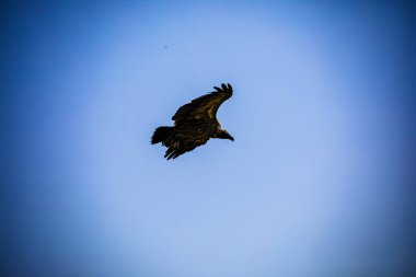 Kel Kartal gökyüzünde uçuyor