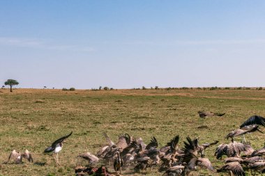Çayırda kaz sürüsü