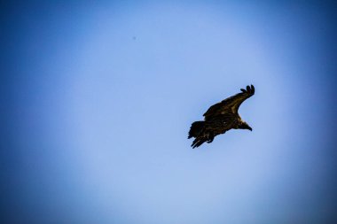 Uçan kanatlı kartal
