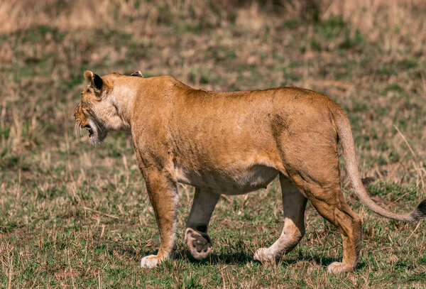 a female lion walking towards the camera in the savannah