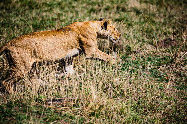 lioness in grass maasai mara