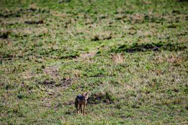 Çimlerde kızıl tilki