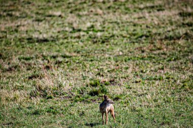 Çayırdaki geyik. vahşi hayvan.