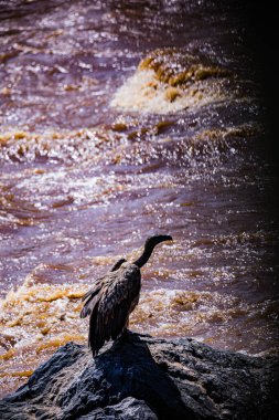 Kenya Fotoğrafçılar: Antony Trivet Fotoğrafçılık