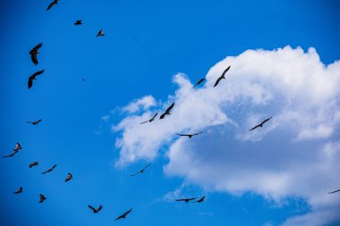 Kenya Fotoğrafçılar: Antony Trivet Fotoğrafçılık