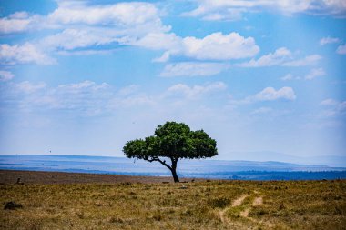 Kenya Fotoğrafçılar: Antony Trivet Fotoğrafçılık