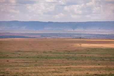 savannah Kenya peyzaj