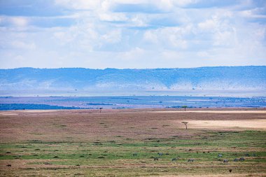 Çimen tarlası ve mavi gökyüzü olan güzel bir manzara.