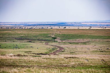 Tarladaki yeşil çimlerin güzel bir görüntüsü.