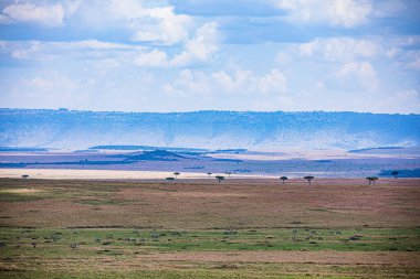Kenya savanasının manzarası.