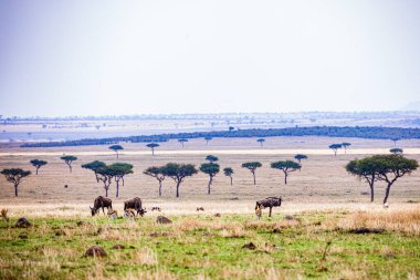 Afrika bozkırında bir grup zebra.