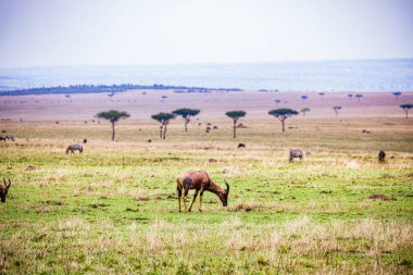Kenya bozkırında vahşi zebralar