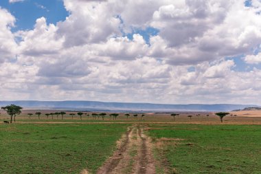 Kenya savanasındaki savanın manzarası.
