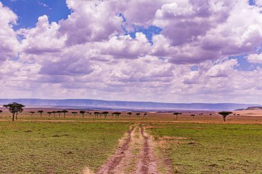 Bir ağaç ve bulutlu bir gökyüzü ile manzara