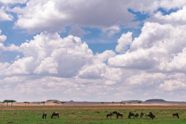 Afrika savanasının manzarası