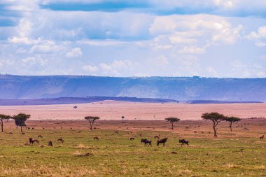Kenya savanasının güzel manzarası