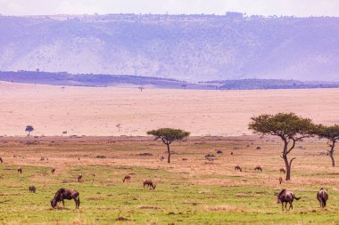 Kenya savanındaki fil sürüsü.