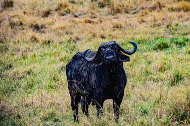Afrika, Kenya bozkırında siyah bufalo
