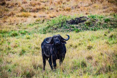 Otların arasında büyük siyah bir boğa.