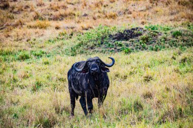 Buffalo ayakta çimenlerin üzerinde