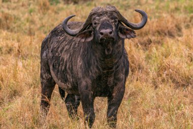 Afrika 'nın güneyindeki Kruger Ulusal Parkı' nda boynuzlu bizonlar.