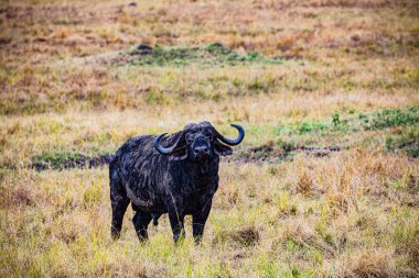 Çimlerin üzerinde duran siyah bufalo