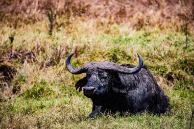 Sahada büyük bir bufalo