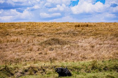 Dağlarda siyah ayı