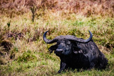 Orta Afrika Cumhuriyeti ormanında büyük bir boğa..