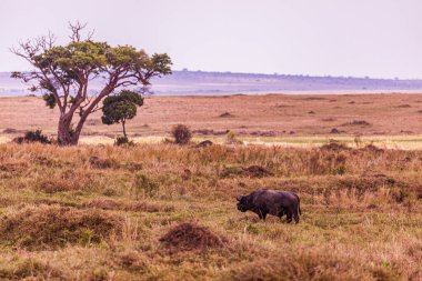 Tarlada büyük siyah bir fil..