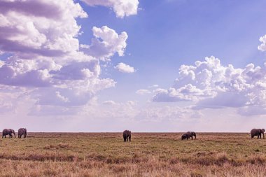 Afrika 'nın batısındaki savo filleri.