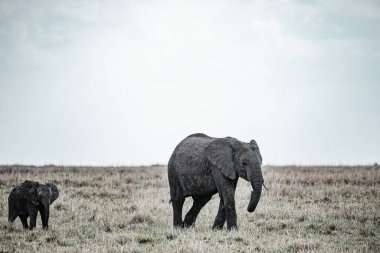 Afrika 'nın güneyindeki Afrika bozkırında doğal bir yaşam alanında yavru filler.