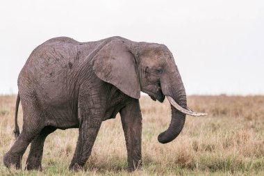 Savannah Afrika'nın büyük fil
