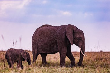 Afrika savanındaki fil, Güney Afrika